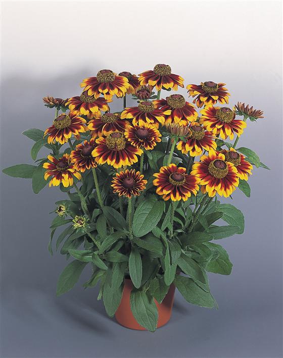 RUDBECKIA TOTO RUSTIC NR.1000 SEMI